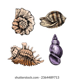 Seashells,  ammonite color vector set. Hand drawn sketch illustration. Collection of realistic sketches of various molluscs sea shells of various shapes isolated on white background.