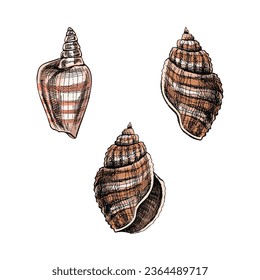 Seashells,  ammonite color vector set. Hand drawn sketch illustration. Collection of realistic sketches of various molluscs sea shells of various shapes isolated on white background.