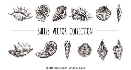 Conchas, amonita, vieiras, nautilus molusco vector conjunto. Dibujado a mano ilustración de boceto. Colección de bocetos realistas de varias conchas oceánicas aisladas sobre fondo blanco.