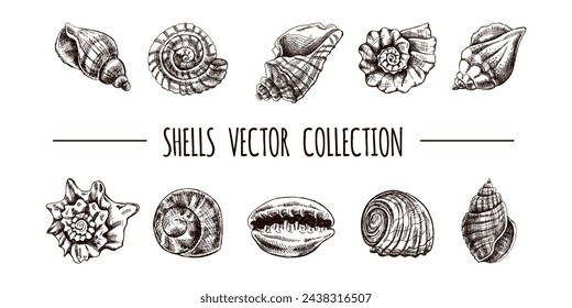 Conchas, amonita, vieiras, nautilus molusco vector conjunto. Dibujado a mano ilustración de boceto. Colección de bocetos realistas de varias conchas oceánicas aisladas sobre fondo blanco.