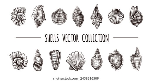 Seashells, ammonite, scallop, nautilus mollusc vector set. Hand-drawn sketch illustration. Collection of realistic sketches of various ocean shells isolated on white background.