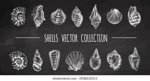 Conchas, amonita, vieiras, nautilus molusco vector conjunto. Dibujado a mano ilustración de boceto. Colección de bocetos realistas de varias conchas oceánicas aisladas sobre fondo de pizarra.