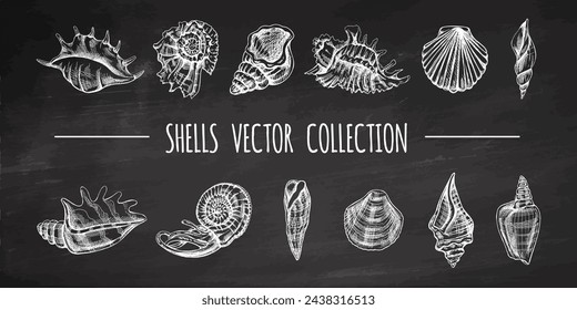 Conchas, amonita, vieiras, nautilus molusco vector conjunto. Dibujado a mano ilustración de boceto. Colección de bocetos realistas de varias conchas oceánicas aisladas sobre fondo de pizarra.