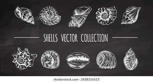 Conchas, amonita, vieiras, nautilus molusco vector conjunto. Dibujado a mano ilustración de boceto. Colección de bocetos realistas de varias conchas oceánicas aisladas sobre fondo de pizarra.