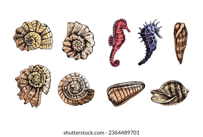 Seashells,  ammonite, seahorses, whelk color vector set. Hand drawn sketch illustration. Collection of realistic sketches of various  ocean creatures  isolated on white background.