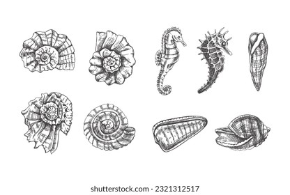 Seashells,  ammonite, seahorses, whelk vector set. Hand drawn sketch illustration. Collection of realistic sketches of various  ocean creatures  isolated on white background.