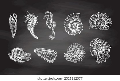 Seashells,  ammonite, seahorses, whelk vector set. Hand drawn white  sketch illustration. Collection of realistic sketches of various  ocean creatures  isolated on chalkboard background.