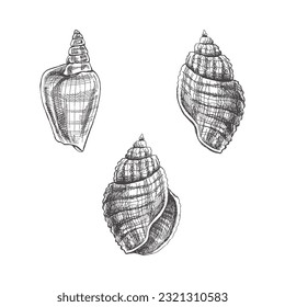 Seashells,  ammonite vector set. Hand drawn sketch illustration. Collection of realistic sketches of various molluscs sea shells of various shapes isolated on white background.