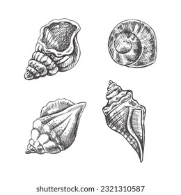Seashells,  ammonite vector set. Hand drawn sketch illustration. Collection of realistic sketches of various molluscs sea shells of various shapes isolated on white background.