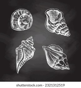 Seashells,  ammonite vector set. Hand drawn white  sketch illustration. Collection of realistic sketches of various molluscs sea shells of various shapes isolated on chalkboard  background.