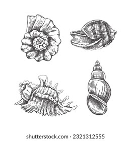 Seashells,  ammonite vector set. Hand drawn sketch illustration. Collection of realistic sketches of various molluscs sea shells of various shapes isolated on white background.