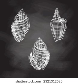Seashells,  ammonite vector set. Hand drawn white sketch illustration. Collection of realistic sketches of various molluscs sea shells of various shapes isolated on chalkboard  background.