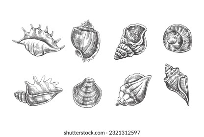 Seashells,  ammonite vector set. Hand drawn sketch illustration. Collection of realistic sketches of various molluscs sea shells of various shapes isolated on white background.