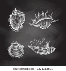 Seashells,  ammonite vector set. Hand drawn white  sketch illustration. Collection of realistic sketches of various molluscs sea shells of various shapes isolated on chalkboard  background.