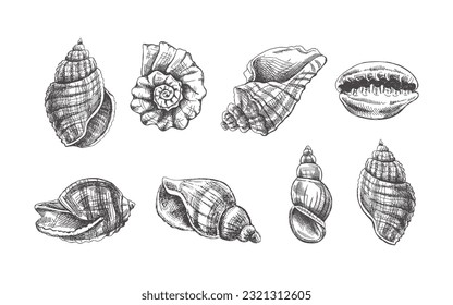 Seashells,  ammonite vector set. Hand drawn sketch illustration. Collection of realistic sketches of various molluscs sea shells of various shapes isolated on white background.