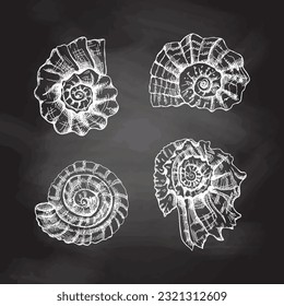 Seashells,  ammonite vector set. Hand drawn white sketch illustration. Collection of realistic sketches of various molluscs sea shells of various shapes isolated on chalkboard  background.