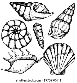 Seashells. Black and white set of various species.Vector  stock illustration .Sketch. Hand drawing. Isolated on white background.Design and packaging, labels on the marine theme. Ocean set.