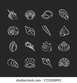 Iconos blancos de tiza sobre fondo negro. Diferentes conchas de moluscos, conchología. Diversas ilustraciones de pizarras vectoriales aisladas