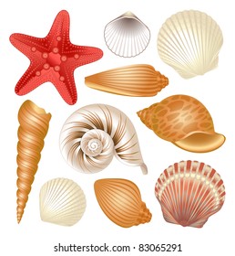 Seashells collection