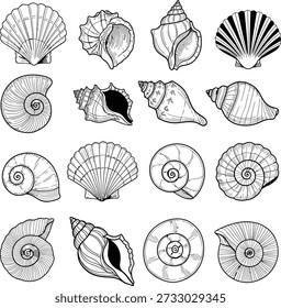 Colección de conchas marinas en blanco y negro sobre fondo blanco
