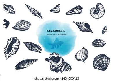 Seashells collection. Hand drawn elements set of various sea shells on white background