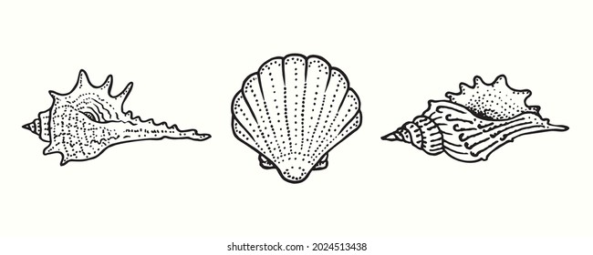 Seashells collection. Ink black and white doodle drawing in woodcut style illustration