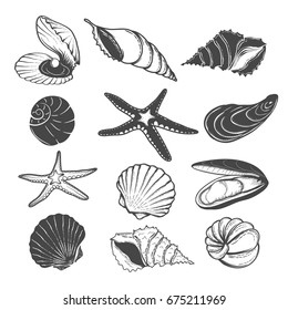 Seashells collection.Hand-drawn design.