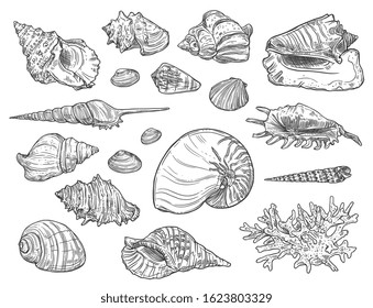 Seashells and corals. Vector isolated monochrome ocean mollusks sketches. Exotic shells, cockles and turret, scallop