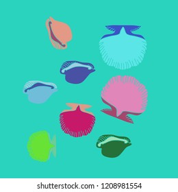 Seashells, cowry pattern . Hand drawn.