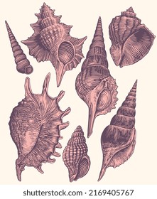 Seashells. Design set. Editable hand drawn illustration. Vector vintage engraving. 8 EPS