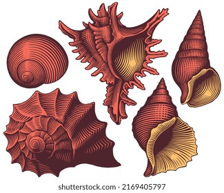 Seashells. Design set. Editable hand drawn illustration. Vector vintage engraving. 8 EPS