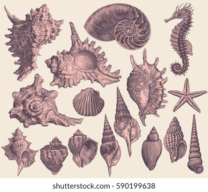 Seashells. Design set. Hand drawn engraving. Vector vintage illustration. Isolated on color background. 8 EPS