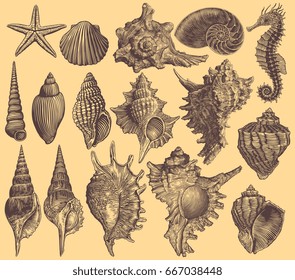 Seashells. Design set. Hand drawn engraving. Vector vintage illustration. Isolated on color background. 8 EPS