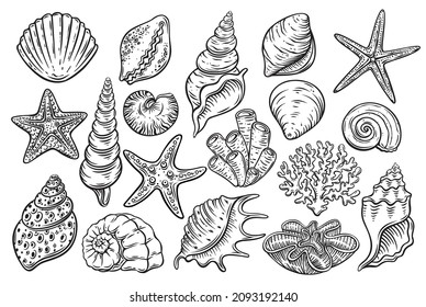 Seashells engraved icons set. Hand drawn various mollusk seashells different forms, starfish, coral. Underwater flora, sea plants vector illustration.