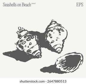 Seashells found on the Beach Discovering Natural Marine Treasures and Beauty in Nature