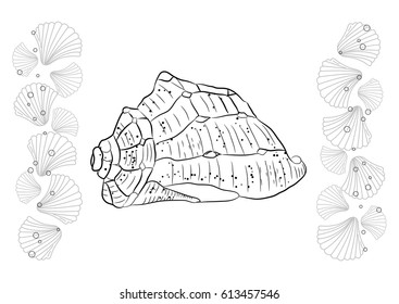 seashells hand draw. Coloring page seashell. Black and white vector illustration.