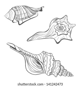 Seashells hand drawn