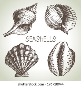 Seashells hand drawn set. Sketch design elements