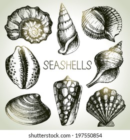 Seashells hand drawn set. Sketch design elements