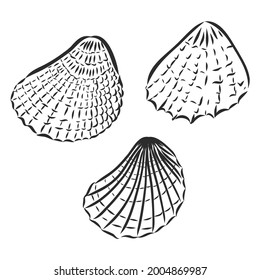 Seashells hand drawn set. Sketch design elements