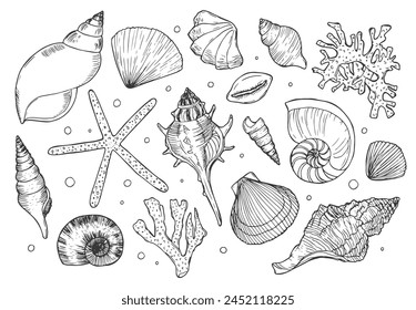 Seashells hand drawn set. Sketch design elements. Doodle seashells set