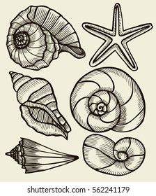 Seashells hand drawn set. Sketch design elements
