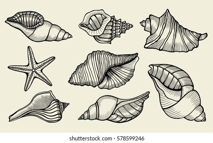 34,157 Conch snail Images, Stock Photos & Vectors | Shutterstock