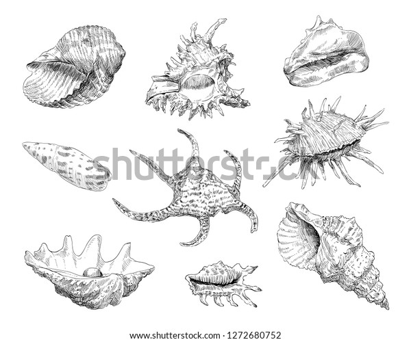 Seashells Hand Drawn Set Vector Illustration Stock Vector (Royalty Free ...