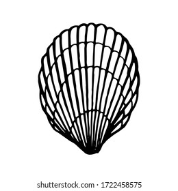 Seashells.  Hand drawn vector illustration in sketch style.