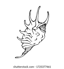 Seashells.  Hand drawn vector illustration in sketch style.