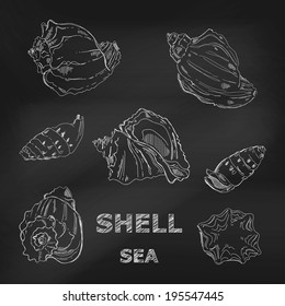 Seashells hand-drawn in a sketchy style on a blackboard. Vector illustration.