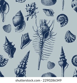 Seashells illustration drawing from vintage prints. Vector, seamless pattern. Antique, retro, detailed drawings. 