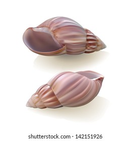 Seashells isolated on white background. Vector illustration
