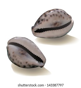 Seashells isolated on white background. Vector illustration